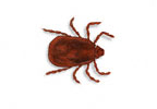 Image of Brown Dog tick (Rhipicephalus sanguineus) | Rentokil China