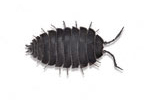 Image of Woodlice (Isopoda) | Rentokil China